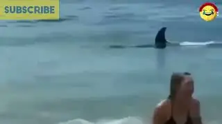 Funny Beach Goers SPOOKED By Dolphin In The Water || Viral Matters TV