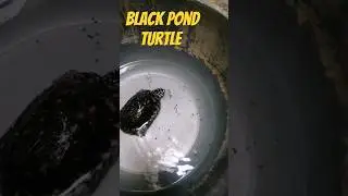 Black pond turtle eating food #turtle #shorts