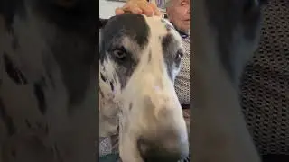 Great Dane Love Up Close and Personal