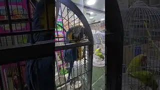 petstion macaw#macawbird  @fishingfreaks @DynamowydShorts @Petstationkannur