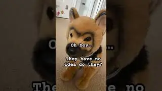 Welcome! Uhhh&hellip; good luck! || #essa #stuffedanimal #dogtraining