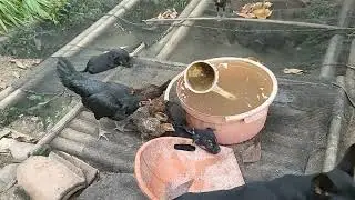 PEMBUANGAN AIR DARI KOLAM MUDAH PAKE BATEMGRAN