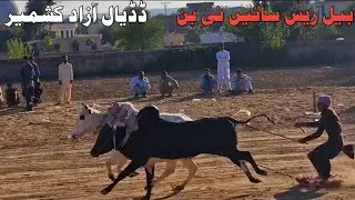 Bull Race 🏁 |Sai ni Ban| Dadyal Azad Kashmir