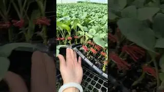 Grafted black and shiny round eggplant seedlings appeared unexpectedly #NationalOrderAcceptance