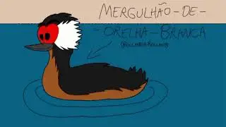Mergulh&atilde;o - Aves do Brasil ep 6: Podicipediformes