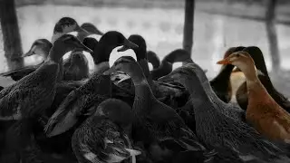 Duck Farming Meher' Agro Integrated Farming Systems