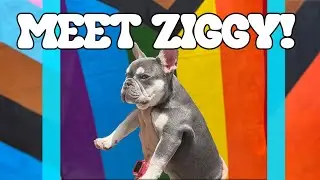 MEET THE NEWEST MEMBER OF OUR FAMILY: Ziggy!!!