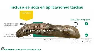 Spexit&reg;. Insecticida biol&oacute;gico contra Rosquilla verde (Spodoptera exigua)