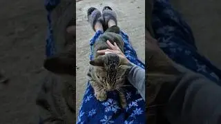 #Kitty rescue #Meet the Littles  Morning luv with mini-grey the lap kitty!! 🩶🩶