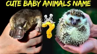 Secret Names of Baby Animals