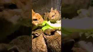 #Bunny, #CuteRabbits, #RabbitCare, #BunnyLover #RabbitLover, #FluffyBunny, #CIFU, #BunnyFun