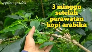 melihat perkembangan kopi arabika  #petanikopi