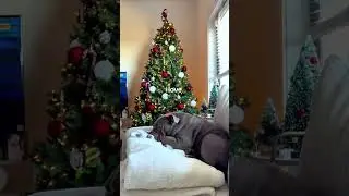 Bulldogs That Broke The Internet | Funniest Bulldog Reactions Ever #shorts