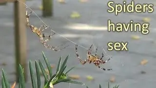Mating corss spiders (European garden spiders) caught on camera
