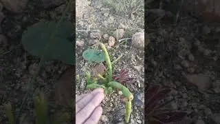 Amazing wild & beautiful plants! #shorts #trending