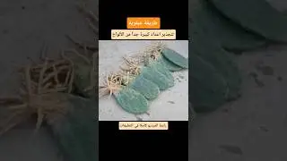 طريقة عبقرية لتجذير اعداد كبيرة جداً من ألواح التين الشوكي #سطح_أخضر @سطح_أخضر