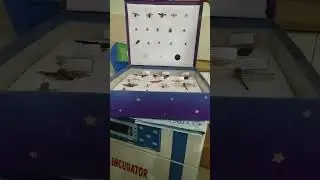 How to prepare insect box? Master's students#msczoology #insects