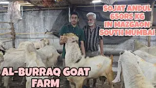 Mashallah Sojat Andul Bakre 650rs KG At Al-Burraq Goat Farm Mazgaon With FREE HOME DELIVERY
