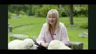 Callan Park&rsquo;s off leash dogs on the wrong side of the paw