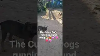The Cutest Dogs Running Around Home 🏡💖. #dogs #animals #facts #pets #puppy #cutepets