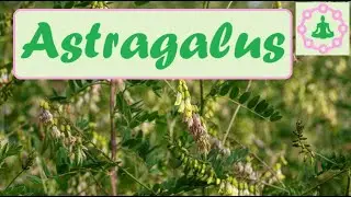 Astragalus root and Its Benefits