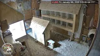Chickens 24/7 HD Live Stream - Clock with Date & Time EST