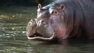 Funny Hippo Video | Marpo The Hippopotamus