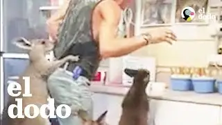 Pareja adorable cr&iacute;a a un mont&oacute;n de canguros | El Dodo