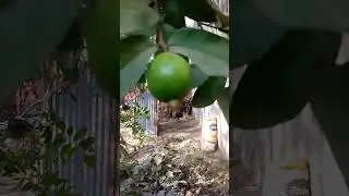 #nature #agriculture #howtomakecompost #farming #villagelife #compostlife #treeplanting #fruit