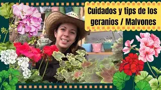 Cuidados de los geranios, Malvones, gitanillas o cardenales exoticos