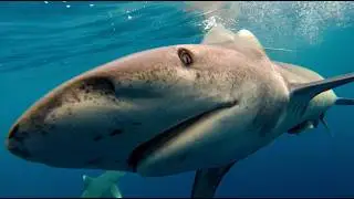 Blue Water Savages: Up Close with Sharks