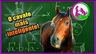 O cavalo mais inteligente do mundo! Clever Hans