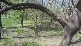 Treestyle