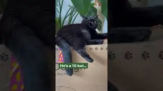 The perfect cat #blackcat #messyeater #cutecats