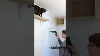 I Built  a Cat Wall playground #publicreaction #mediareaction #prstrategy #catlovers