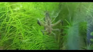 Gabon shrimp (Atya gabonesis) filter feeding