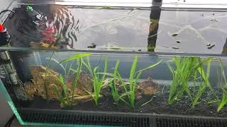 Filterloses Fensterbankaquarium Tag1