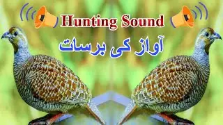 Teetar ki awaz Partridge hunting sound Grey franclion voice Teetar calling sound