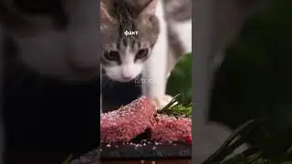 Топ фактов о кошках  #funny #science #interesting #fun #facts #interestingfacts