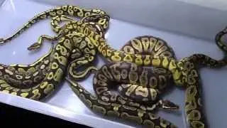 Yellow Belly Ball Pythons