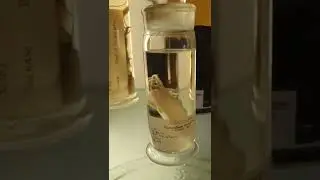CRANCHIA SCABRA IS A SPECIES OF GLASS SQUID