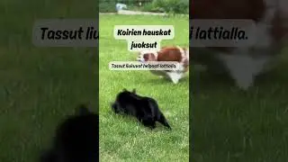 Osa 38. Koirien hauskat juoksut &ndash; Kun kohtaus iskee