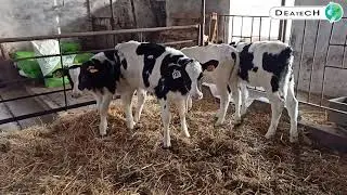 💥 CERCHI UNA SOLUZIONE COMPLETA PER SVEZZARE AL MEGLIO I TUOI VITELLI?