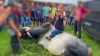PILILIU SOBE EM CIMA DE TOURO BRAVO NA FEIRA DO GADO DE CACHOEIRINHA