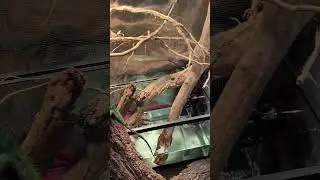 New setup for my Chinese water dragon! Going to add hydroponic plants and linear UVB.  #waterdragon