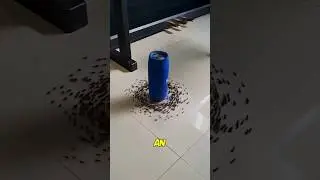Круг смерти: последняя ловушка для муравьёв