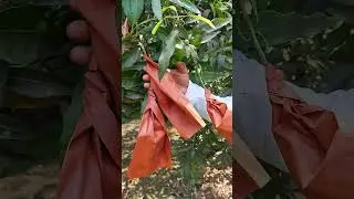 Amrapali Mango/Contact 8601121010 for wholesale plants only#trending @mohitnursery #mango