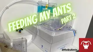 Ants 101 - Taking care of my ants and having fun!