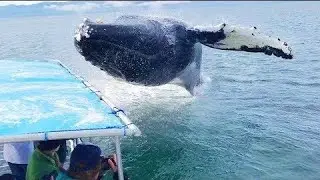 Киты - НЕВЕРОЯТНЫЕ ПРЫЖКИ КИТОВ/Awesome Funny Whale Video