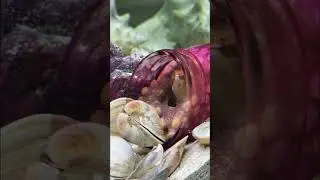 Update on my dying octopus best friend Marty 😔